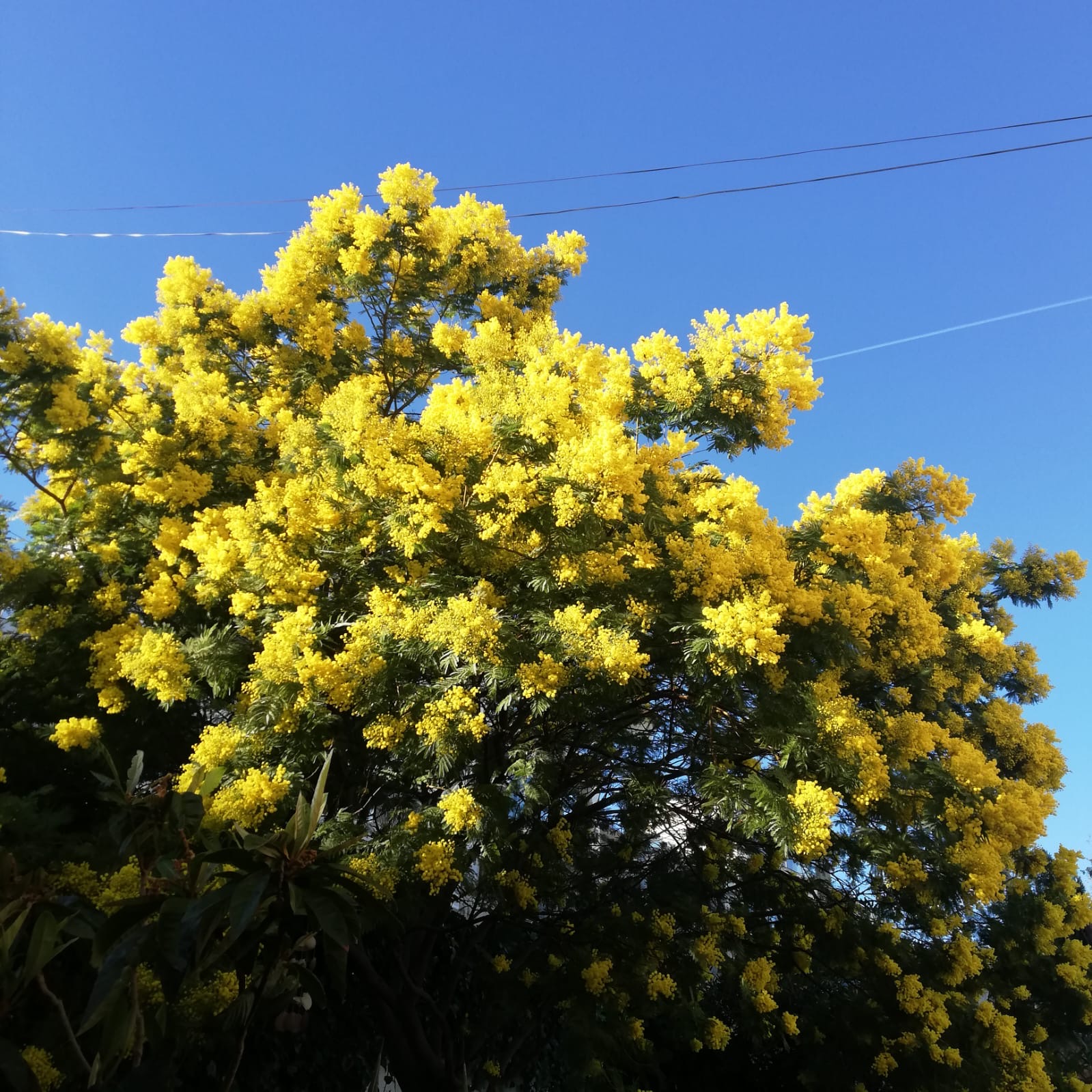 Jardin 2